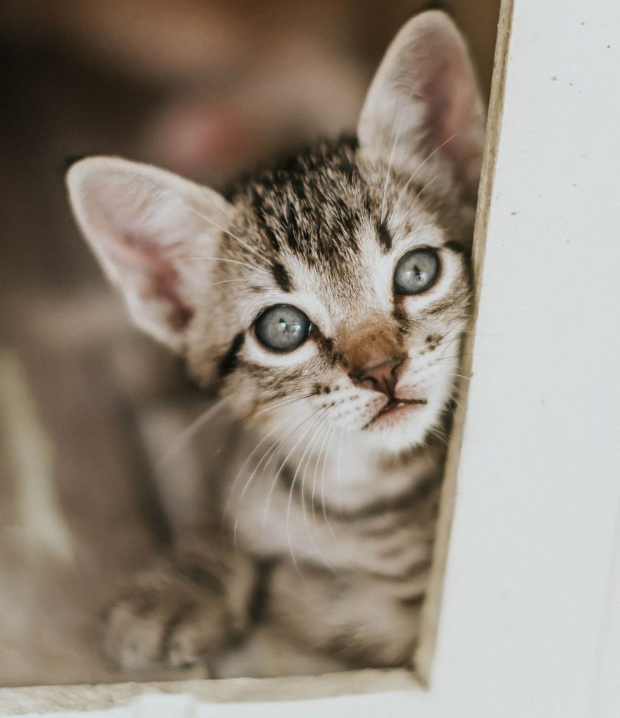Cute tabby kitten with blue eyes peeking around a corner indoors in a close-up shot.