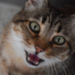 cat, domestic animal, animal, feline, look, meows, pet, meow, striped cat, fat cat, grey cat, alley cat, mouth, croc