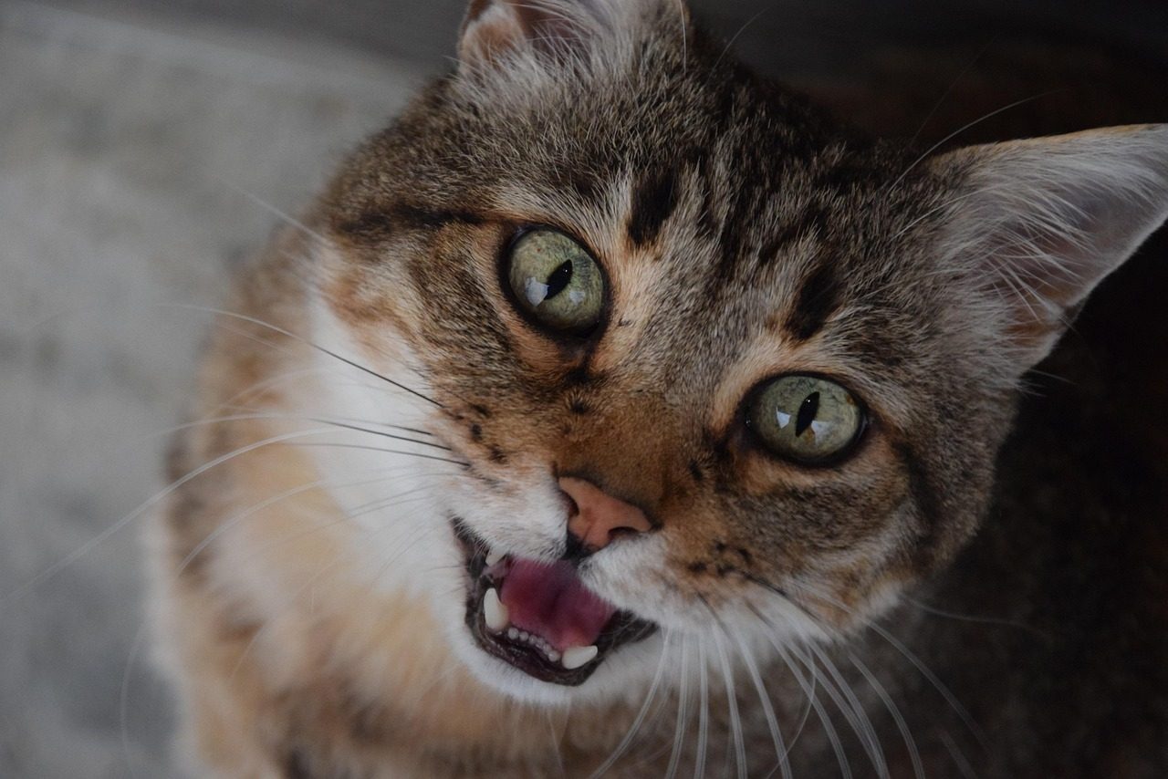 cat, domestic animal, animal, feline, look, meows, pet, meow, striped cat, fat cat, grey cat, alley cat, mouth, croc