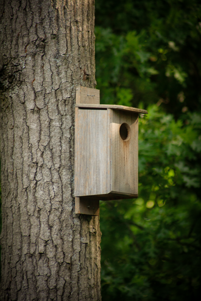 A close-up of a rustic wooden birdhouse attached to a tree in a serene forest setting.