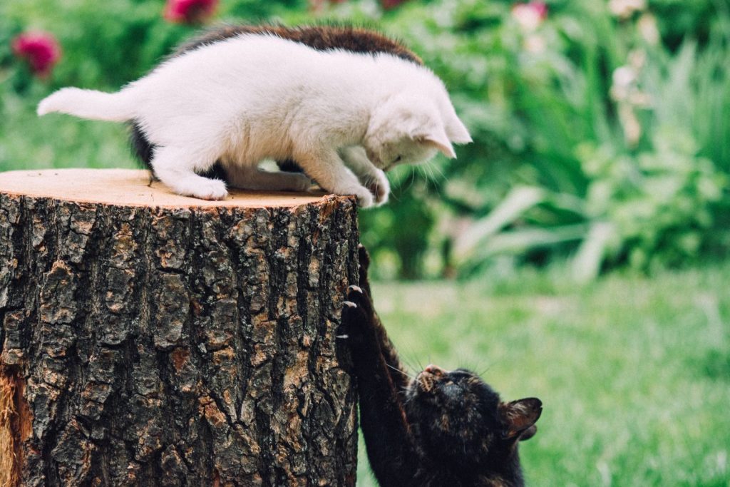 Two kittens playing on a tree stump surrounded by lush greenery in a garden setting.