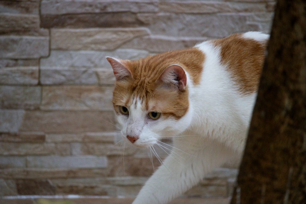 An orange and white cat walks by a tree.
