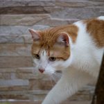 An orange and white cat walks by a tree.