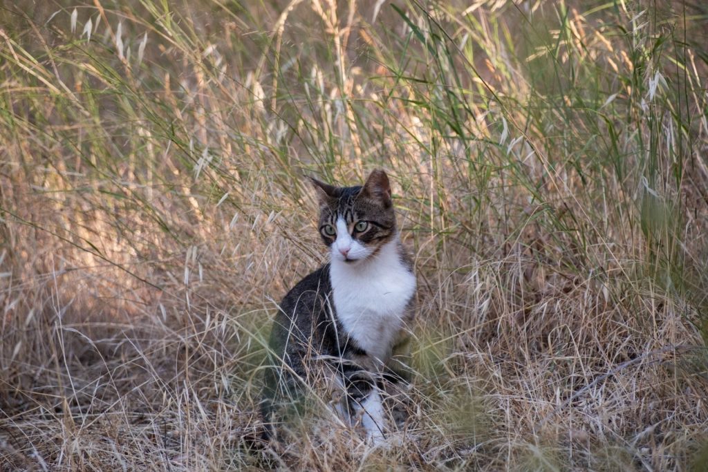 A tabby cat sitting in a field of dry grass, looking alert and curious.