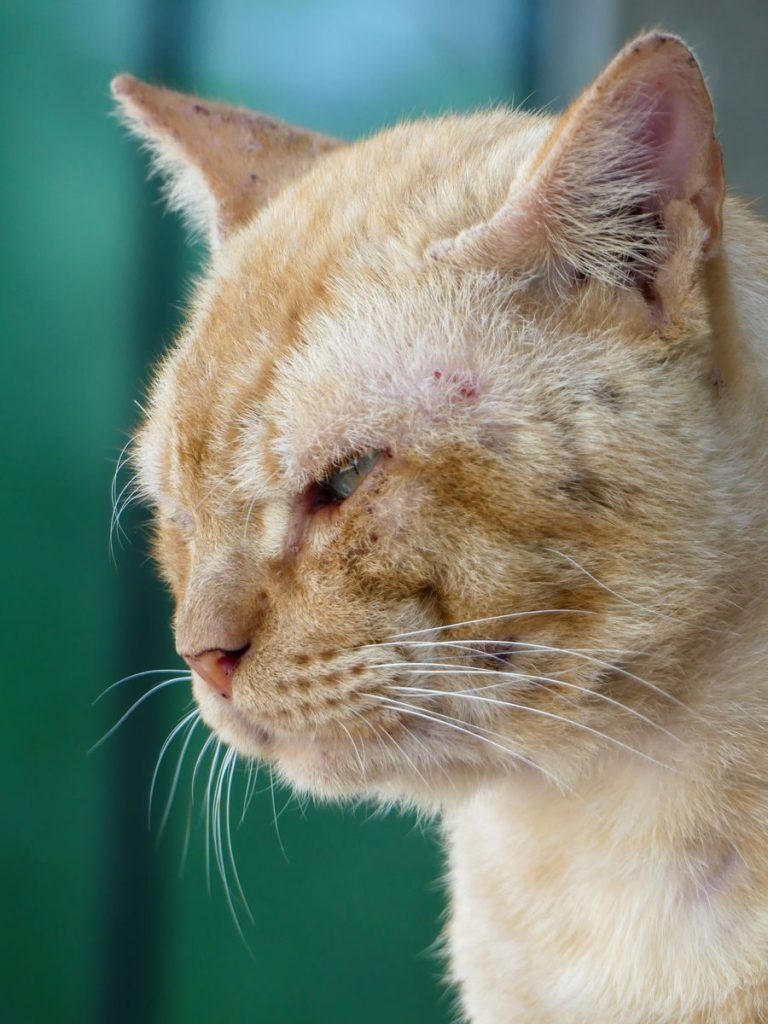 Side profile of a ginger tabby cat with a focused expression, captured in NCR, Philippines.