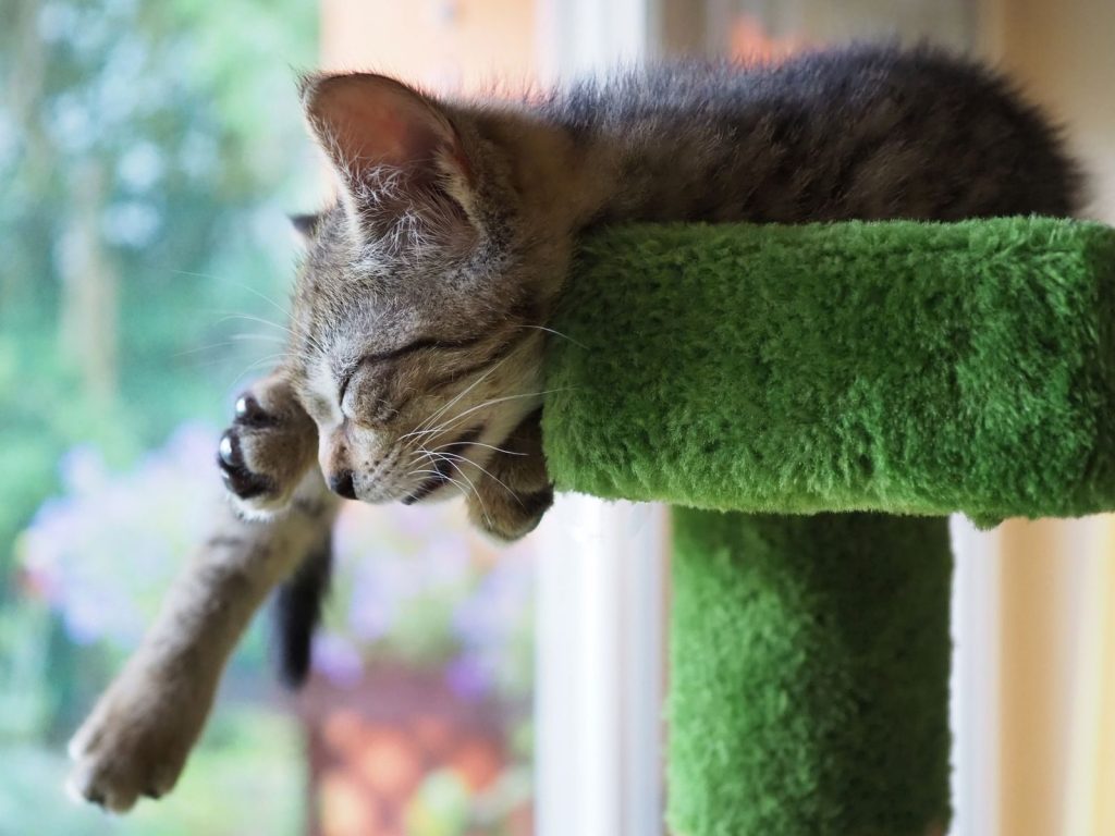 A cute tabby kitten peacefully sleeping on a green cat tree in an indoor setting.