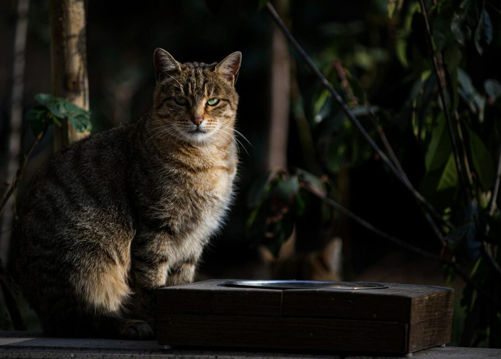 A portrait of a tabby cat sitting outdoors, basking in the sunlight. Its green eyes and striped fur are prominent.