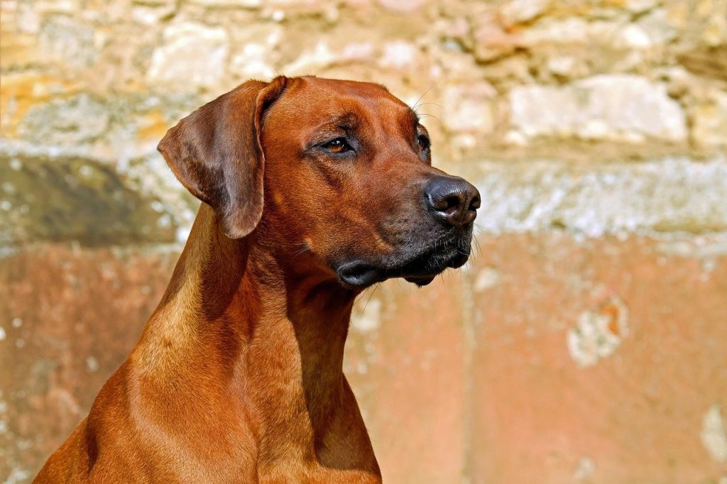 rhodesian ridgeback, dog, guard dog, purebred dog, beautiful, adorable, attention, vigilant, animal, hunting dog, nature, fur, brown dog, pet, dog breed, dog portrait, attentive dog, animal portrait
