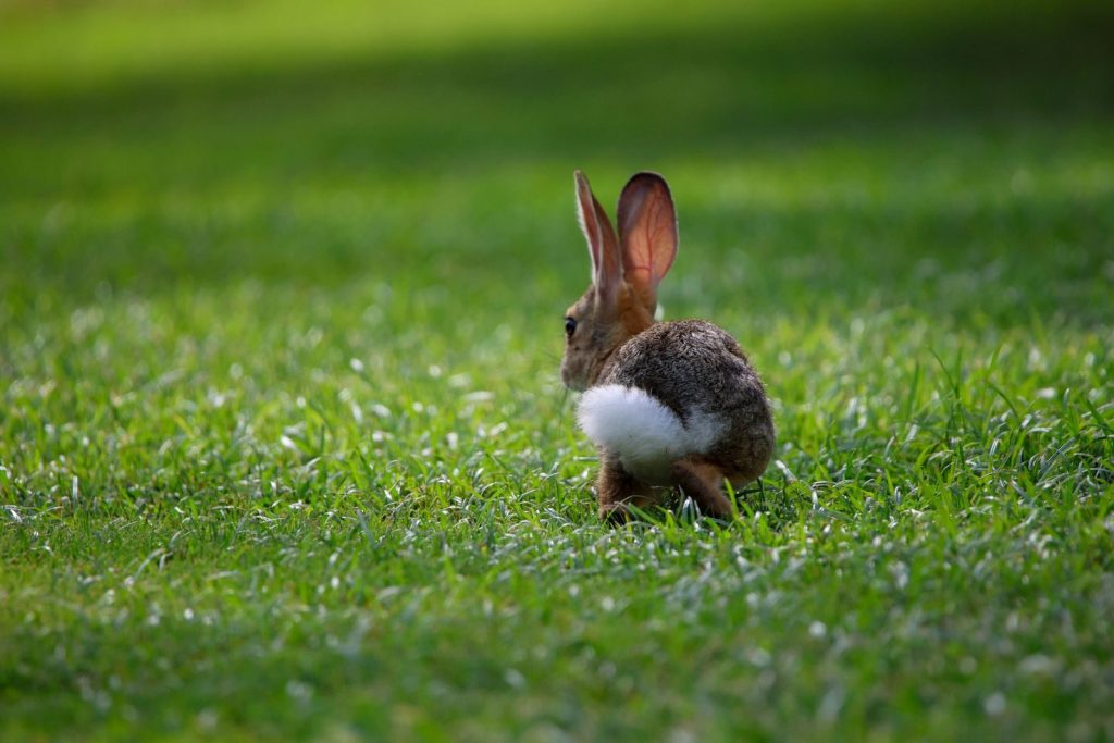 Cute rabbit with fluffy tail hopping in a vibrant green field under daylight.