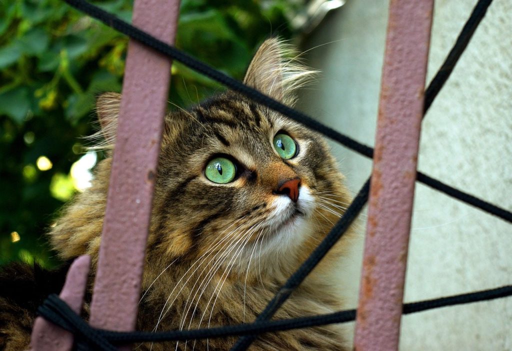 cat, behind fence, curious, pet, animal, outdoor, fur, looking, green, eyes, look, bars, shelter, nature, adoption, feline