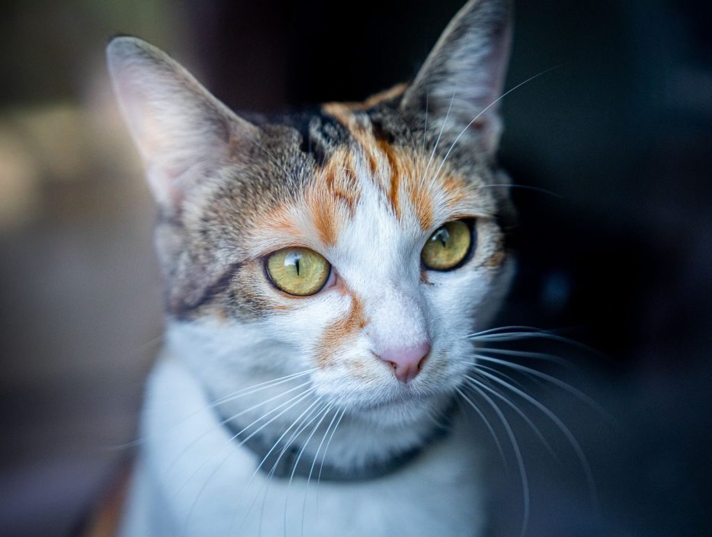Charming tricolor tabby cat with vivid eyes and prominent whiskers staring thoughtfully.