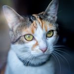 Charming tricolor tabby cat with vivid eyes and prominent whiskers staring thoughtfully.