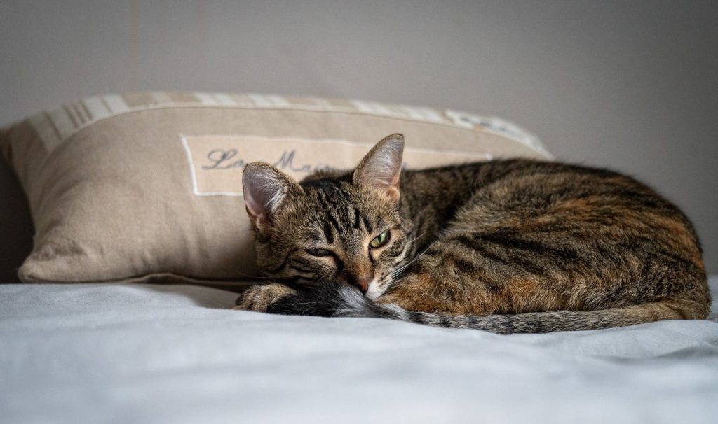 A relaxed tabby cat comfortably napping on a cozy bed indoors.