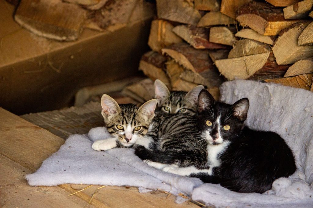 Three adorable kittens cuddling on a blanket amidst a rustic woodpile background.