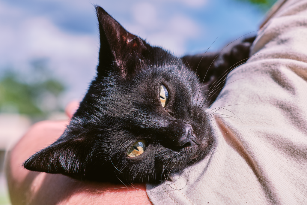 A cute black cat comfortably resting in a person's arms outdoors.