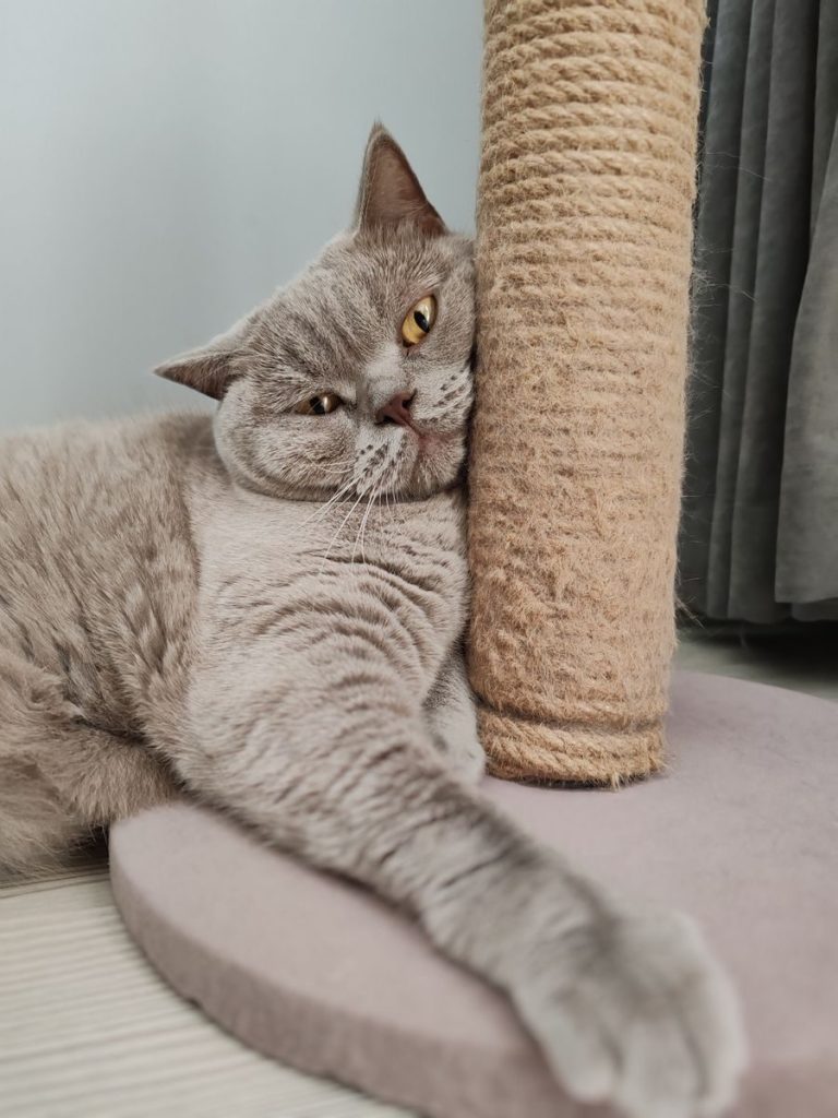 Charming British Shorthair cat relaxes against a scratching post, enjoying a peaceful afternoon indoors.