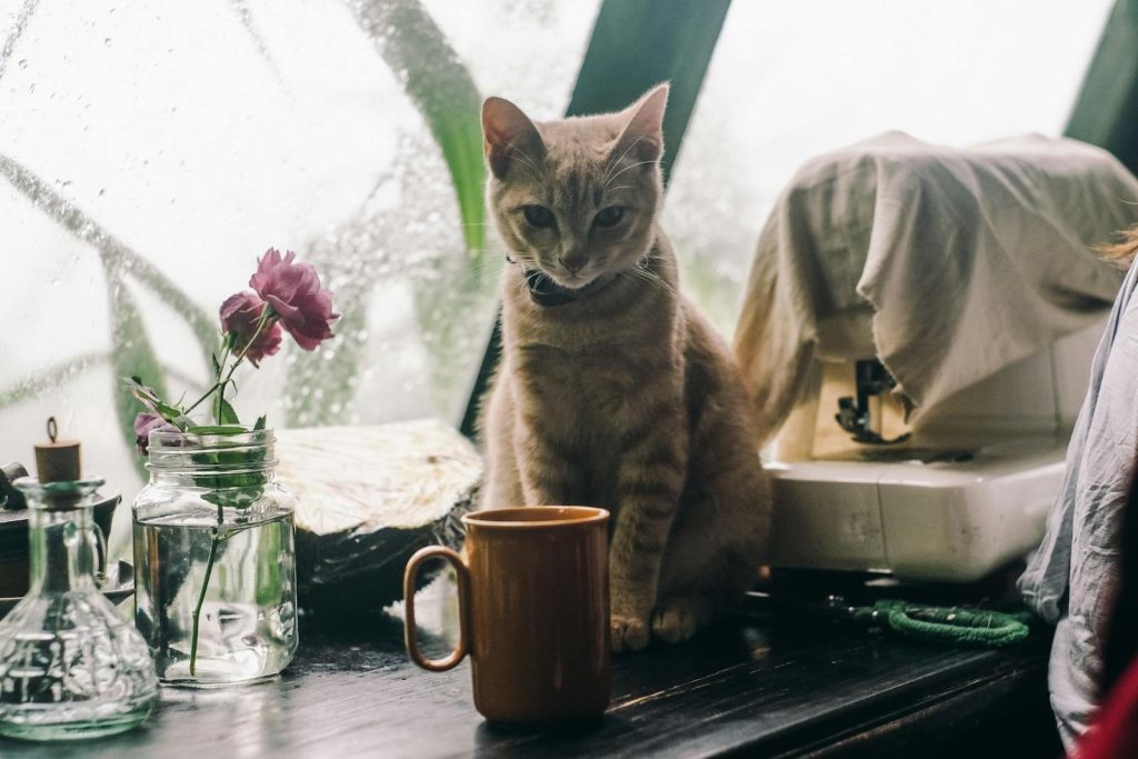 A cat sits with a coffee mug on a rainy day by a window.