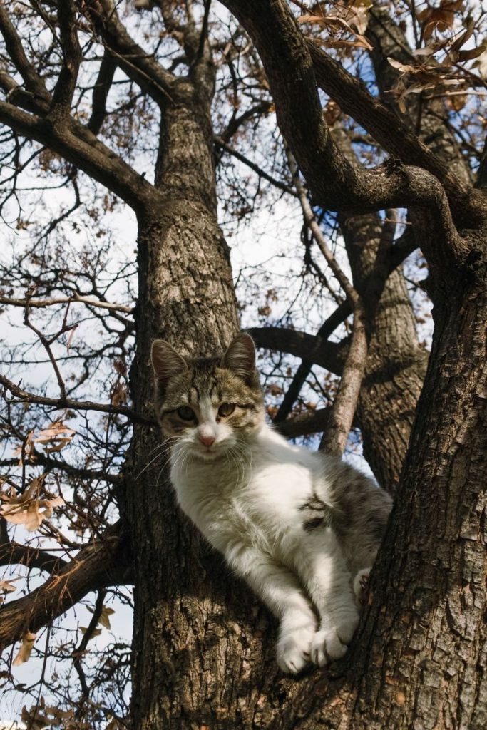 A curious cat perched on a tree branch in a sunny outdoor setting.