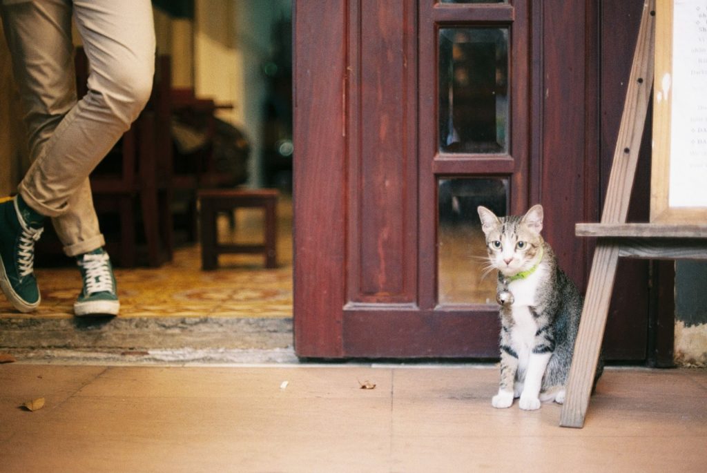 A domestic cat sits by a wooden door with a person's legs nearby, creating a cozy indoor scene.