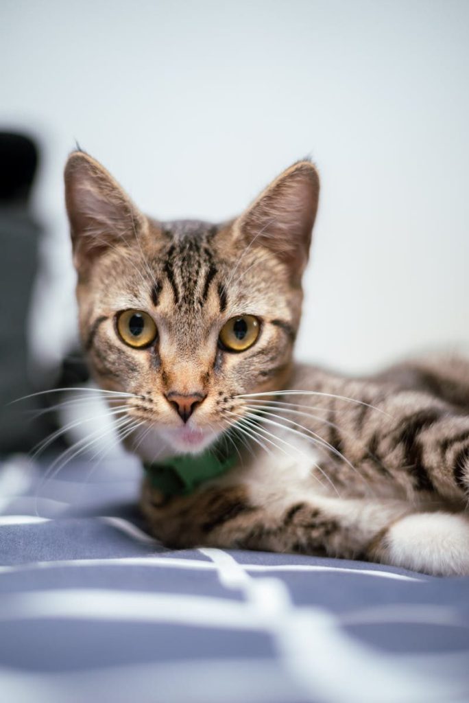 Adorable tabby cat with striped fur gazing curiously indoors, perfect for pet lovers.