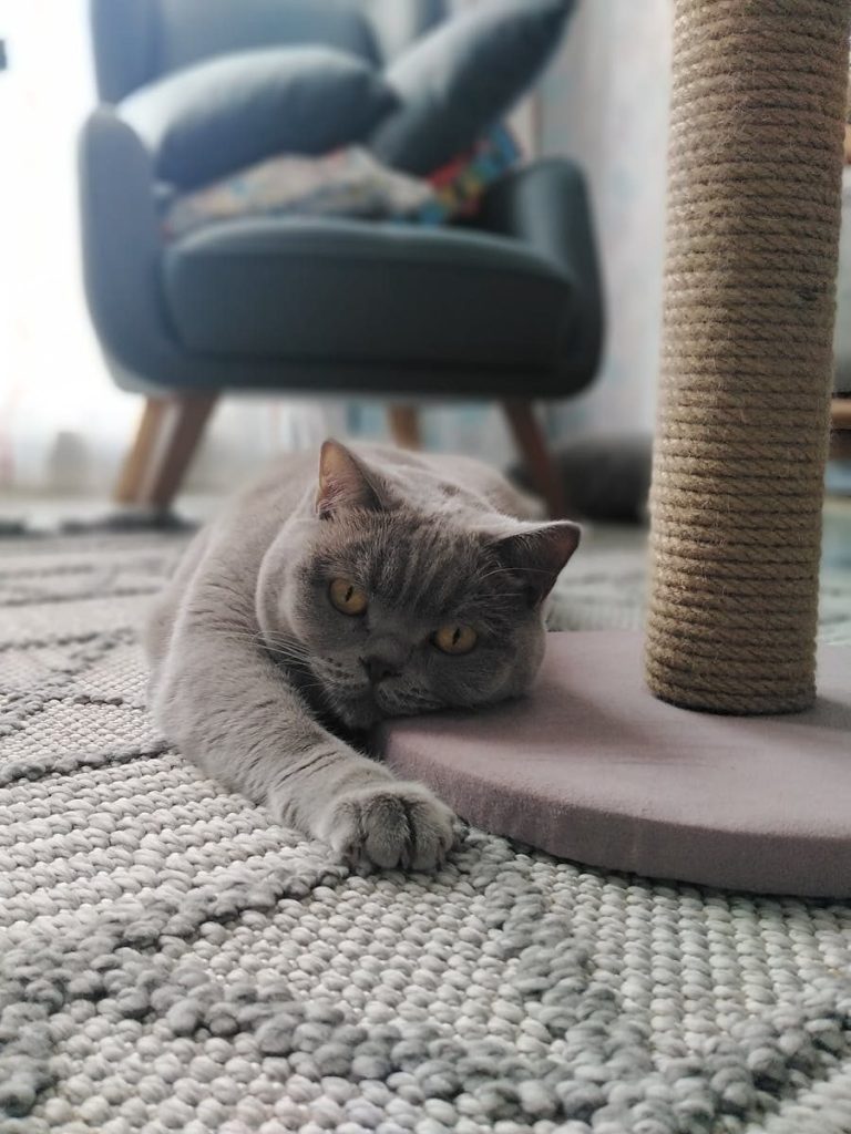 Cute gray British Shorthair cat lounging next to a scratching post in a cozy room.