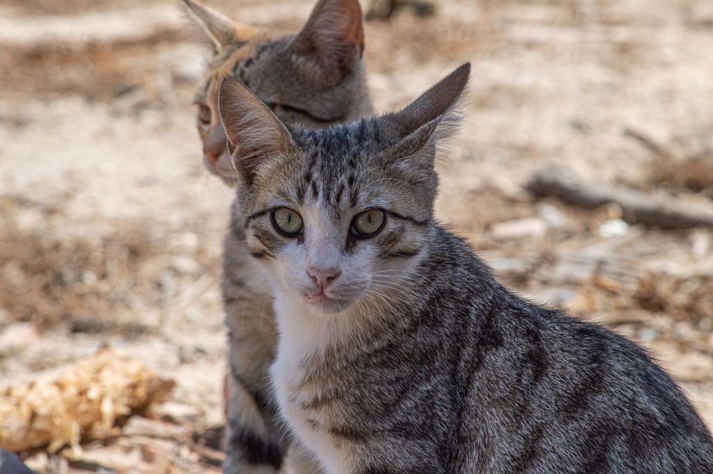 Two stray cats enjoying the sun in Esmeraldas, Brazil. Outdoor feline companions.
