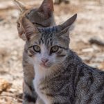 Two stray cats enjoying the sun in Esmeraldas, Brazil. Outdoor feline companions.