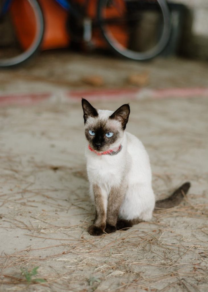 Elegant Siamese cat with blue eyes sitting outdoors on sandy ground.