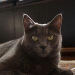 Portrait of a Russian Blue cat relaxing indoors with a focused gaze.