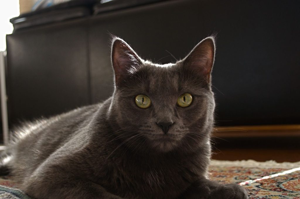 Portrait of a Russian Blue cat relaxing indoors with a focused gaze.