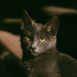 Beautiful gray cat with striking green eyes captured in soft indoor lighting. Perfect for pet enthusiasts.
