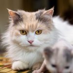 A fluffy adult cat with a kitten on a patterned surface indoors.