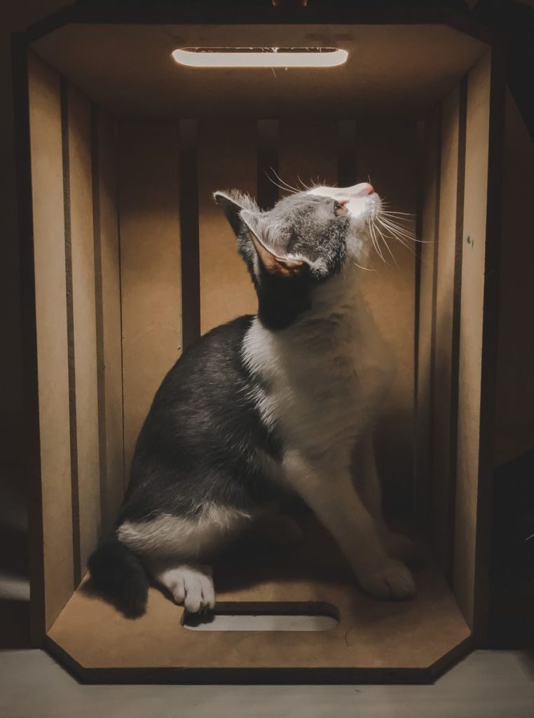 A curious cat sitting in a wooden box, illuminated softly from above.