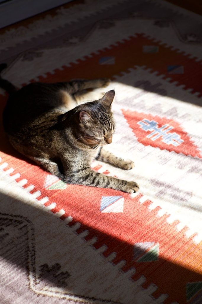 A tabby cat lounges on a colorful rug, basking in a sunbeam indoors.