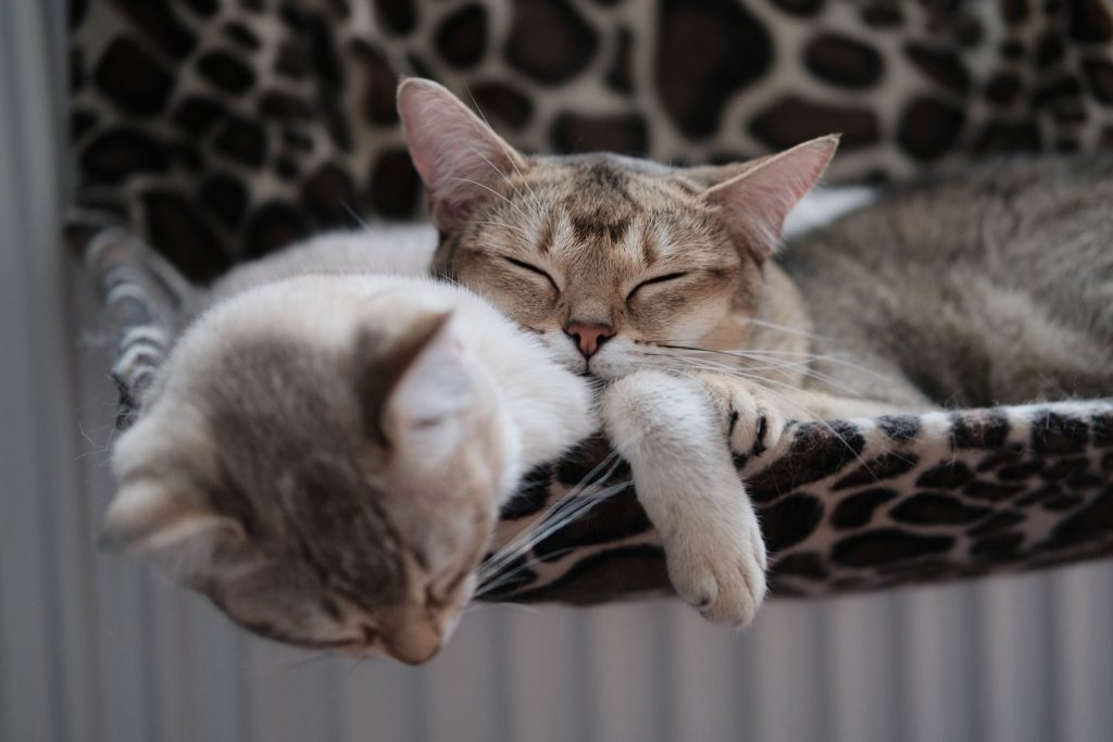Two domestic tabby cats resting peacefully on a patterned hammock indoors, exuding warmth and coziness.