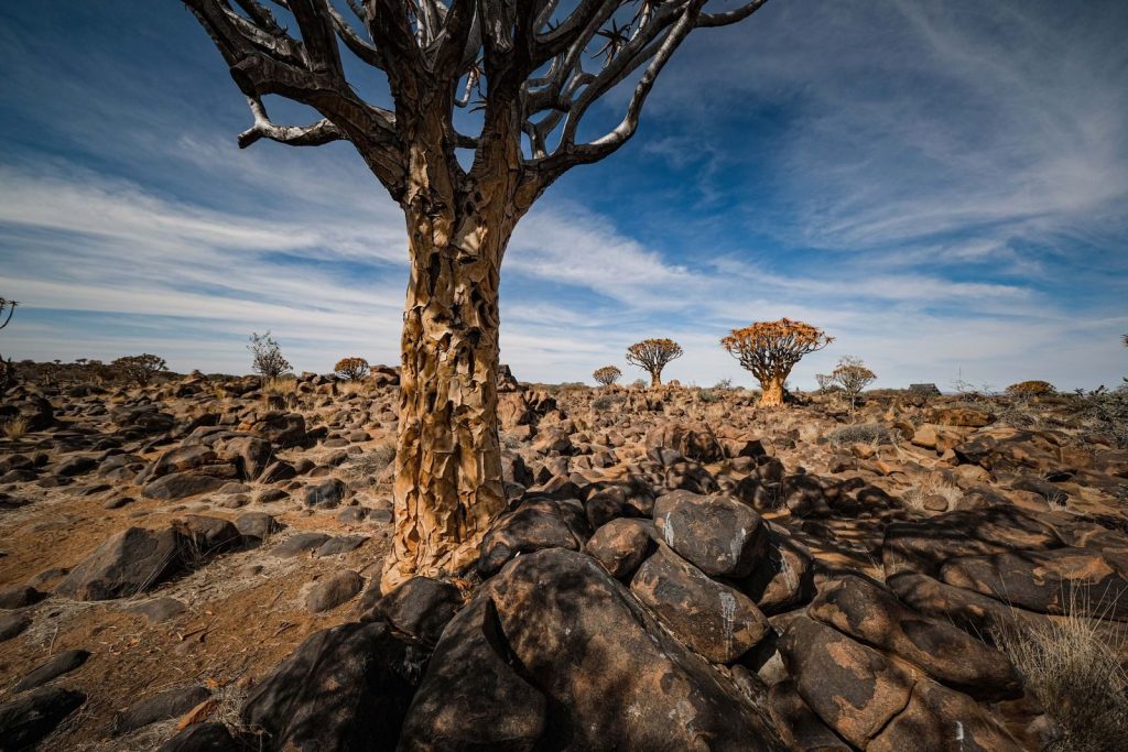 Quiver tree in rocky desert landscape of Namibia with clear blue sky. Unique geological and botanical scenery.