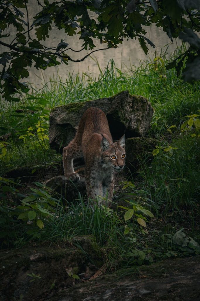 A lynx stealthily prowling through a forest, showcasing its natural habitat and hunting prowess.