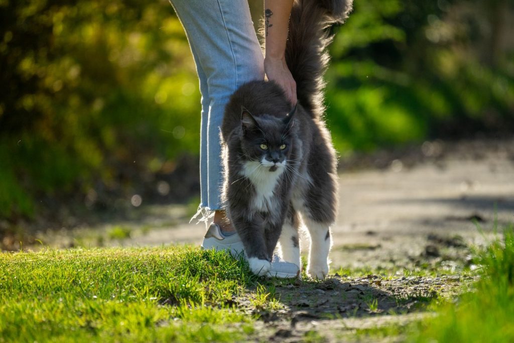 Maine Coon cat and owner enjoy a sunny outdoor walk on a grassy path.