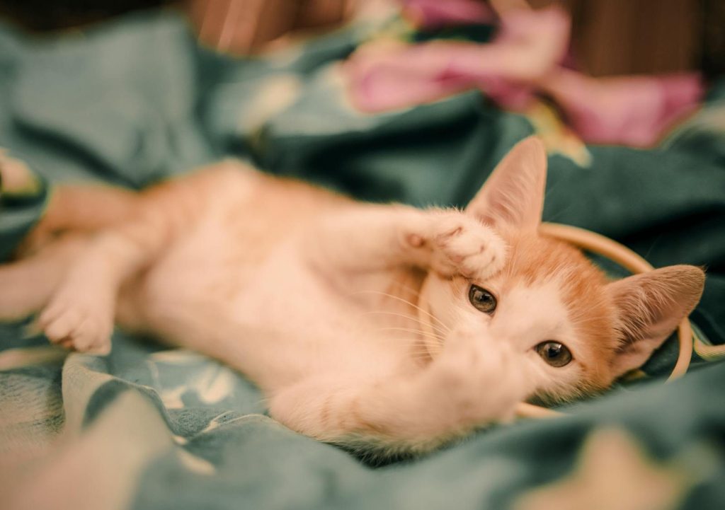 Adorable ginger and white kitten playing on a colorful blanket indoors.