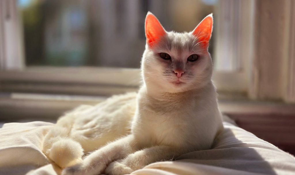 Charming white cat basking in sunlight on a cozy pillow, capturing a tranquil moment.