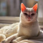 Charming white cat basking in sunlight on a cozy pillow, capturing a tranquil moment.