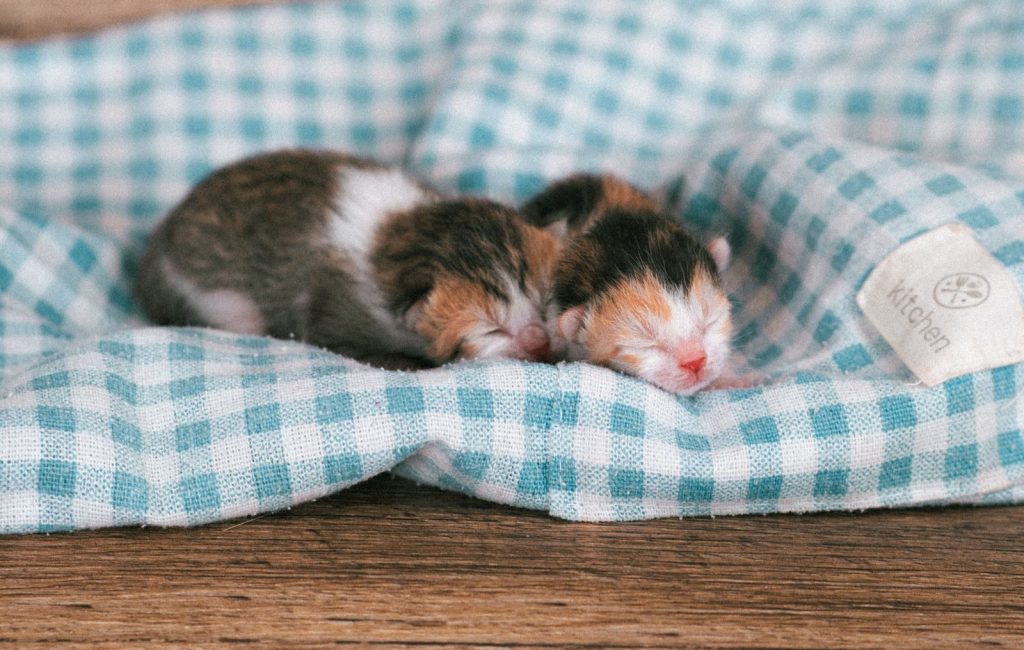 Two newborn kittens cuddled on a checkered blanket, peacefully sleeping.