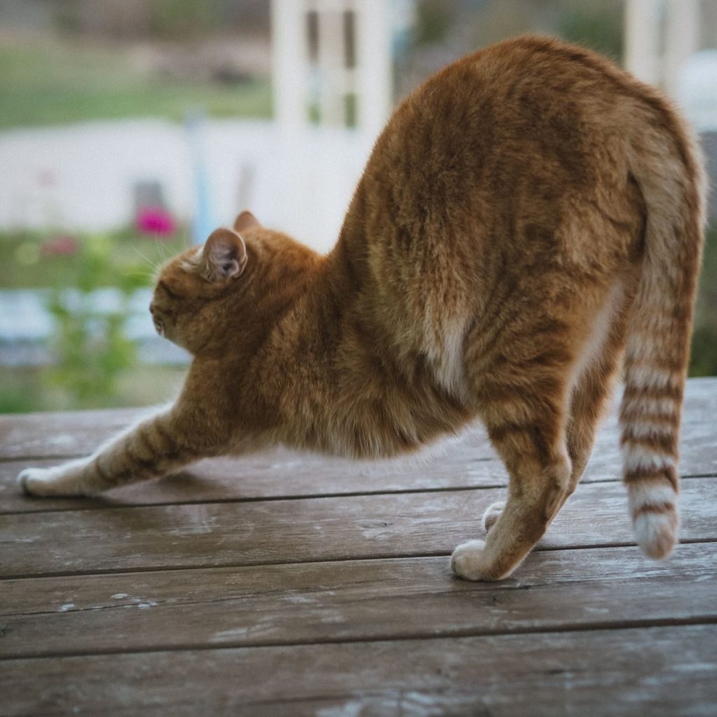 A relaxed orange tabby cat stretches on a wooden deck outdoors on a sunny day.