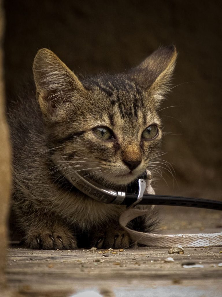 Adorable tabby kitten wearing a collar and leash, looking curious.