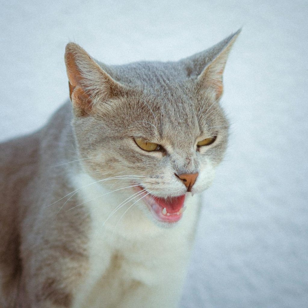Portrait of a tabby cat with an expressive face outdoors in daylight.