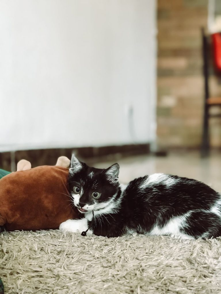 A playful black and white kitten rests on a rug with a plush toy indoors.