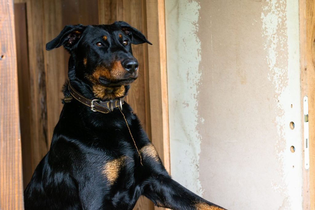 Close-up portrait of a Doberman dog standing inside a wooden cabin.
