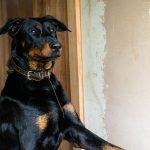 Close-up portrait of a Doberman dog standing inside a wooden cabin.