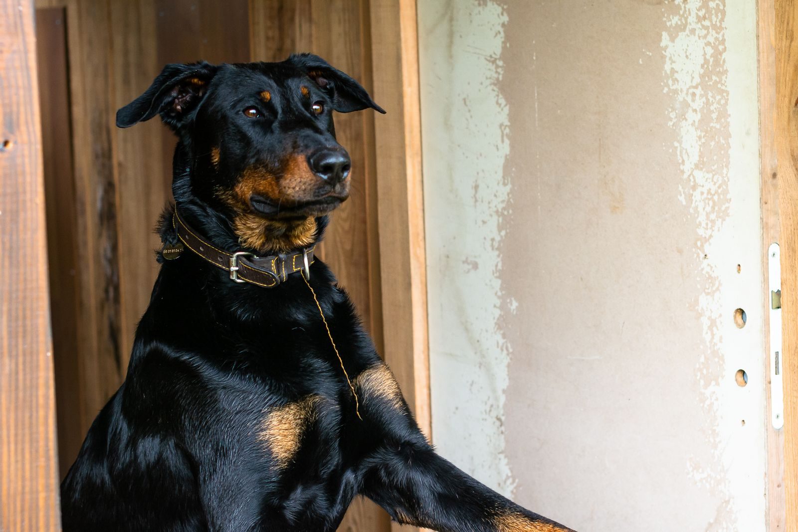 Close-up portrait of a Doberman dog standing inside a wooden cabin.
