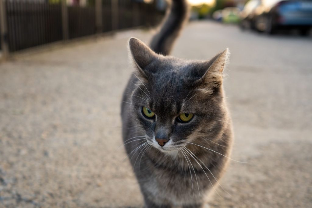 A gray cat confidently strolls down an urban pavement, showcasing its sleek fur and focused expression.